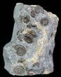 Ammonite (Promicroceras) Fossil Cluster - Somerset, England #63496-1